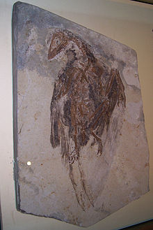 Confuciusornis dal biota di Jehol