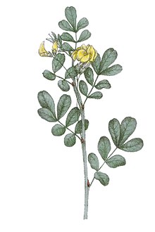 Scorpion Senna (Coronilla emerus) från Dictionaire des plantes suisses 1853