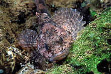 Bullhead (Cottus gobio)