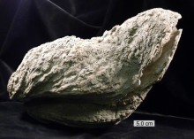Crassostrea gigantissima (Finch, 1824), an extinct species, here a specimen from the Eocene