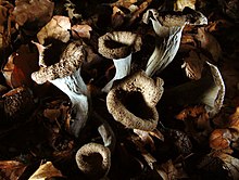 Dead Trumpet (Craterellus cornucopioides)