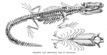 Gastralia of a crocodile