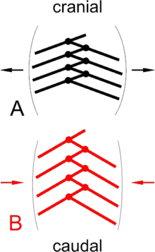 Cuirass respiration in theropods and early birds: A inspiration, B expiration. Spreading of abdominal ribs causes lateral widening or narrowing of the abdominal cavity. Ventral view. After Carrier &amp; Farmer (2000).