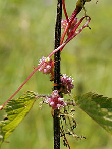 Cuscuta europaea i blomst