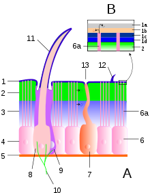 A Cuticle and epidermis 1 Epicuticle with details (B): 1a Cementum 1b Wax layer 1c Epicuticula externa 1d Epicuticula interna 2 exocuticula, 3 endocuticula 2 + 3 Procuticle 4 Epithelial layer, 5 Basement membrane 6 Epithelial cell, 6a Pore channels 7 Glandular cell 8 Cuticle pit (bothrion) 9 Heat receptive cells 10 Nerve endings 11 Trichobothrium 12 Sensillum 13 Glandular openings
