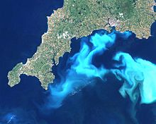 Florecimiento de fitoplancton frente a Cornualles, Inglaterra. El azul claro está causado por miles de millones de esqueletos blancos de cocolitofóridos de Emiliana huxleyi.