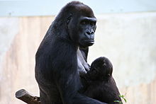 Mamma e bambino gorilla allo zoo nazionale