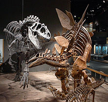 Allosaurus- und Stegosaurus-Skelette, Denver Museum of Nature and Science