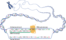 Simplified scheme of transcription (English)