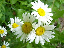 Margherite o Bellis perennis a Coudersport, PA