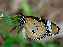 Danaus chrysippus , mascul cu păr anal.
