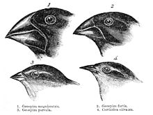 Un disegno di alcuni fringuelli di Darwin che mostra le differenze nei loro becchi.
