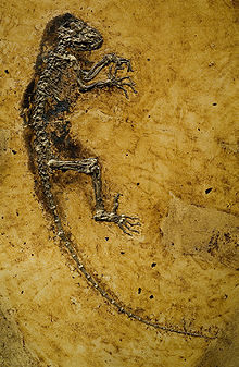 Darwinius montrant la remarquable conservation à Messel.