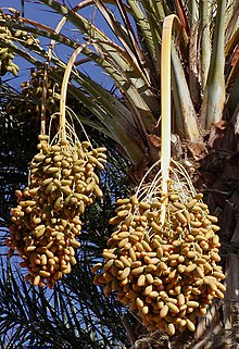Owoc palmy daktylowej Phoenix dactylifera