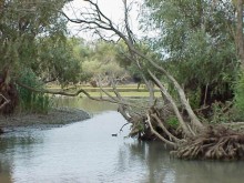 In the Danube Delta, 2005