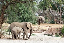 "Desert Elephants" in the Huab River