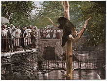 Fotochrom niedźwiedziej doły w Lincoln Park Zoo, ok. 1897-1901