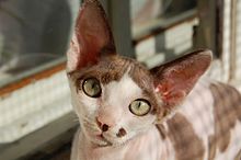Una gata Devon Rex hembra.  
