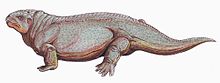 Diadectes