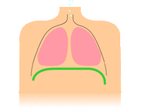 Animation der Funktionsweise des Zwerchfells (in grün)