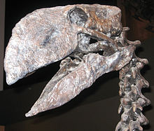Craniul Gastornis.