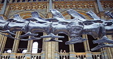 caudal vertebra of the diplodocus