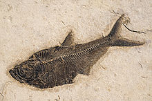 Diplomystus dentatus dalla Formazione Green River, una Lagerstätte dell'Eocene
