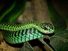 Un boomslang