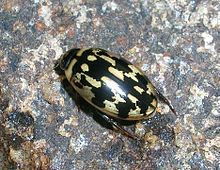 Sandracottus è uno dei 160 generi di Dytiscidae