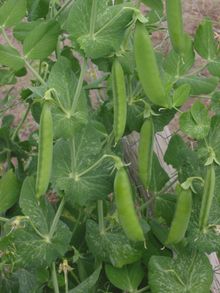 Planta de guisantes
