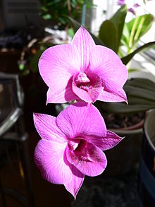 Dendrobium bigibbum