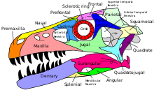 Diagrama etichetată a unui craniu tipic de arcaozaur, craniul lui Dromaeosaurus  