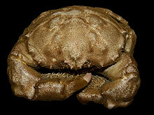 Crab