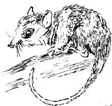 O reprezentare artistică a Monito del Monte