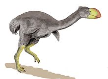 Restauración de Dromornis stirtoni