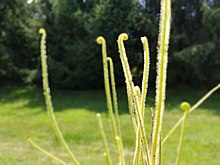 Drosera filiformis var. tracyii