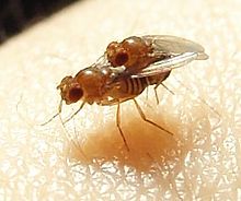 La Drosophila melanogaster (mostrada en el apareamiento) es un importante organismo modelo en la investigación de los conflictos sexuales.