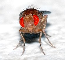 front view