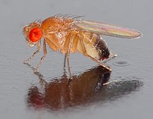 Drosophila melanogaster , um dos assuntos mais famosos para experimentos em genética