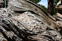 Upstanding Proterozoic mica schist with granitic sigmoid clast (center of image), southern Black Hills, South Dakota, USA.