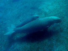 Dugong mit Kalb