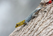 Dværg-gulhovedet gekko med regenererende hale