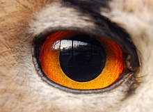 Eye of an eagle owl