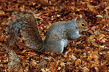 Grey Squirrel