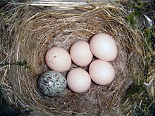 Östlig Phoebe-bid, med ett ägg av brunhuvad kohöns som ser mycket annorlunda ut än värdäggen.