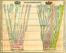 Edwardo Hitchcocko "Elementary Geology" (1840 m.) sulankstoma paleontologinė diagrama