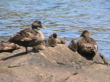 Criadero de eider pequeño: tres hembras adultas con seis patitos en Biddeford Pool, ME  