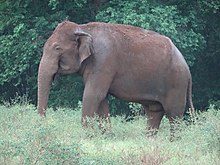 Asian elephant
