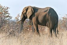 African elephant