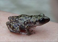 Скальная чирикающая лягушка, Eleutherodactylus marnockii - это лягушка Eleutherodactylus